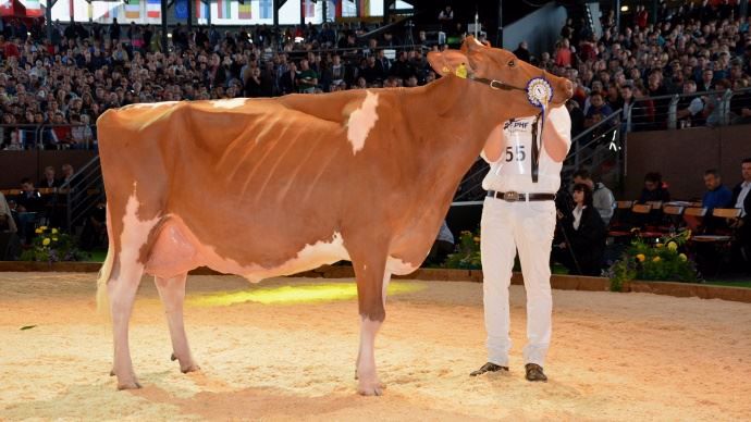 En troisième lactation : les Ponts Diploma GALANTE au suisse Claude Dumas
