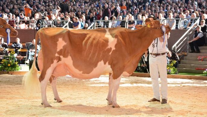 Suard-Red Jordan IRENE aux frères suisses Shrago. En 7ième veau à l’âge de 12 ans, Irene est la plus vieilles de vaches présente à Colmar !