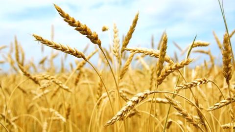 Le cumul exceptionnel de précipitations a favorisé le développement de maladies dans l'ouest de l'Europe. (©Fotolia)