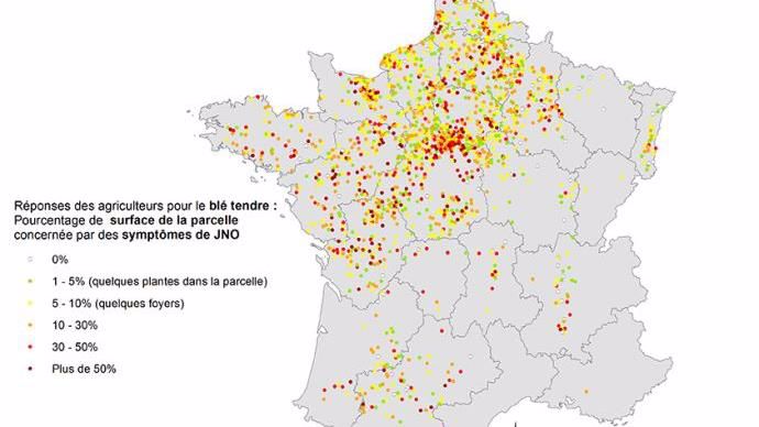 Réponse des agriculteurs pour le blé tendre