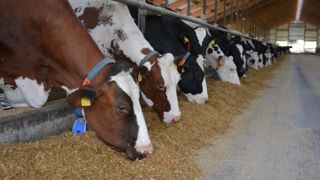 En Chine, les coûts alimentaires sont trop importants pour permettre aux producteurs de lait d'être compétitifs sur le marché mondial. (©Terre-net Média) En Chine, les coûts alimentaires sont trop importants pour permettre aux producteurs de lait d'être compétitifs sur le marché mondial. (©Terre-net Média)