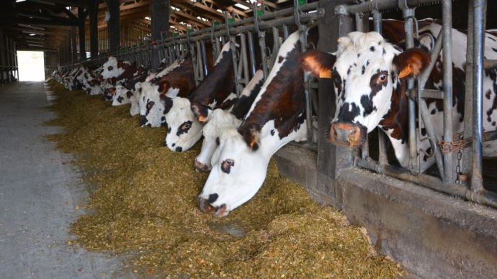 Contrairement aux idées reçues, un excès d'azote à l'auge ou au pâturage n'explique pas directement une hausse des mammites. C'est davantage la consistance des bouses qui en est la cause. (©Terre-net Média)