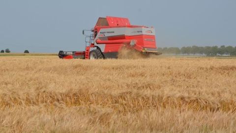 Les premiers retours sur les moissons de colza et d'orges sont inquiétants après les précipitations du mois de juin. (©Terre-net Média)