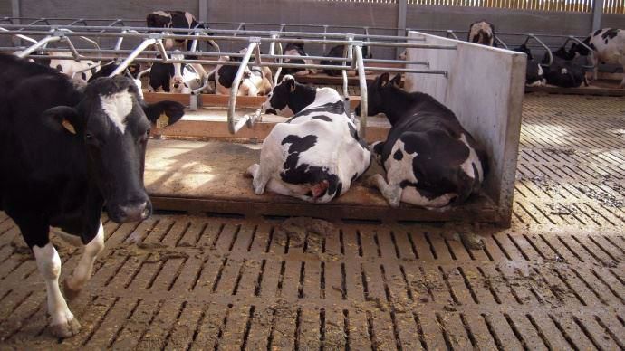 Maintenir un habitat sain et sec réduit les risques de boiteries de vaches laitières
