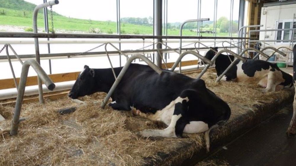 Les barres latérales de la logette libertie flex sont simplement emboîtées dans un tube fixé au sol. Ces barres pivotent et peuvent se retirer aisément. (©DR)