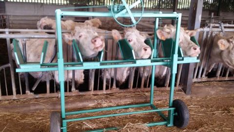Lévobovin relève la tête de deux ou quatre animaux simultanément (©Mazeron SAS)