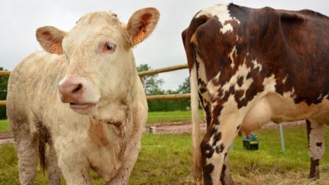 <a target="_self" href="http://www.web-agri.fr/actualite-agricole/economie-social/article/bruxelles-remet-500-millions-d-euros-sur-la-table-pour-le-secteur-laitier-1142-120865.html">Bruxelles a remis 500 millions d'euros sur la table pour le secteur laitier</a>, dont devrait aussi profiter la filière bovine. (©Terre-net Média)