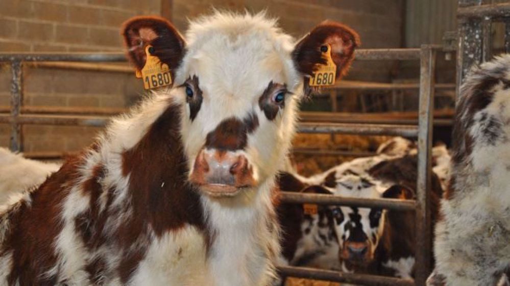 Retrouvez tous les <a target="_self" href="http://www.web-agri.fr/veaux-et-genisses/t453">articles sur l'élevage des veaux</a>.  (©Terre-net Média)