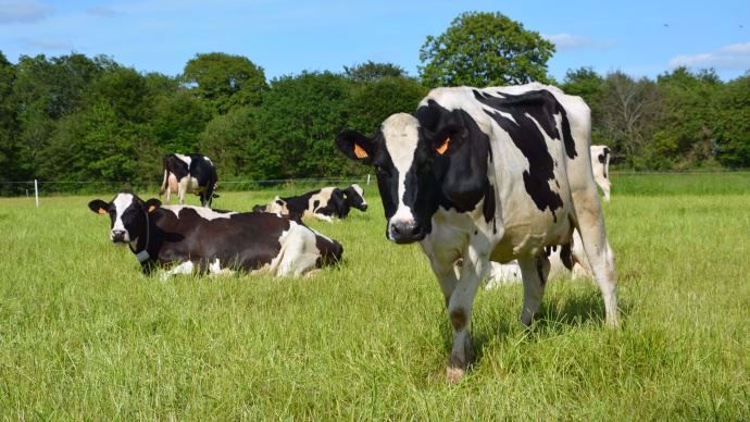 vaches laitieres