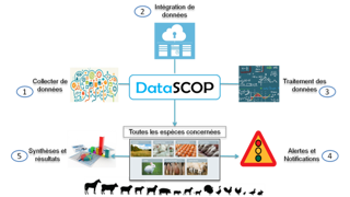 Datascop collecte et analyse les données des différents intervenants d'élevage. (©Ogarit) Datascop collecte et analyse les données des différents intervenants d'élevage. (©Ogarit)