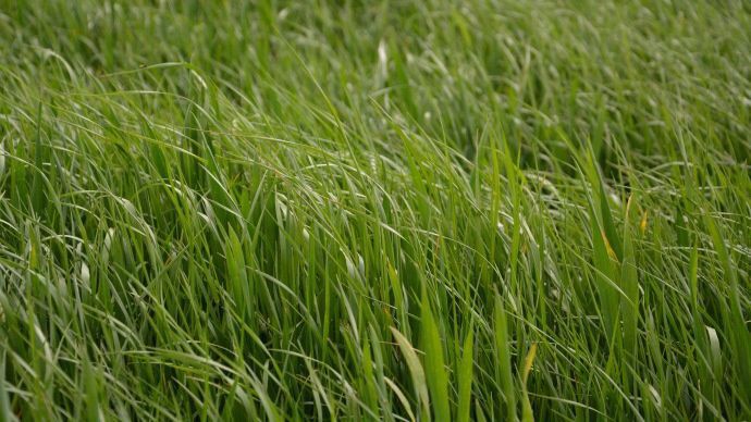 Ray grass dans du blé