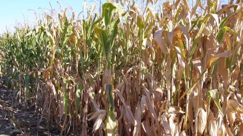 En France, le maïs non-irrigué souffre de la sécheresse et les semis de colza sont retardés. (©Terre-net Média)