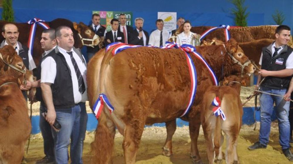 Après le gâchis de l'an dernier, c’est donc un national 2016 plus dynamique que jamais qui s’annonce, prêt à présenter au grand public la qualité du travail des éleveurs, l’excellence de la génétique française mais aussi la passion et l’engagement de toute la filière limousine (©Terre-net Média)