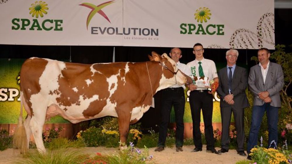 Le Space a accueilli les 58 plus belles Montbéliardes de France pour le concours national de la race mercredi. (<a target="_self" href="http://www.web-agri.fr/conduite-elevage/genetique-race/article/les-80-montbeliardes-s-expriment-pleinement-en-bio-au-gaec-des-champs-fleuris-1175-121127.html">en savoir plus</a>) (©Terre-net Média) 