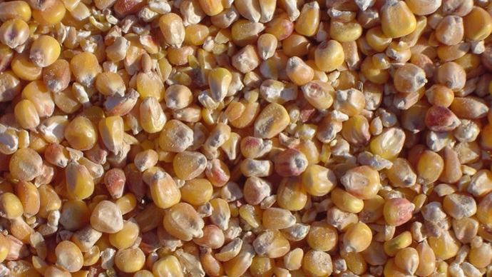 Avec les restrictions d'irrigation dans certains départements producteurs de maïs, la dégradation du potentiel de rendement est désormais avérée.
