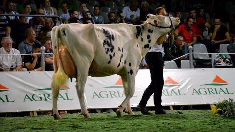 Une finistèrienne bien connue des rings : Capj Irina (Numero Uno x Goldwyn) au Gaec Cabon.