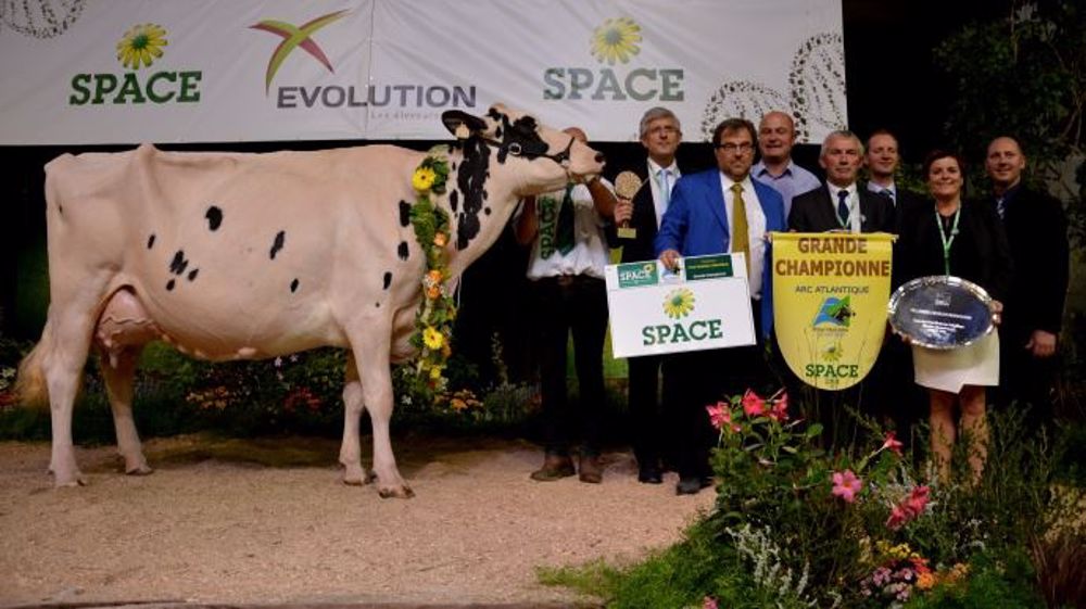 Cliquez pour voir la vidéo du championnat holstein 