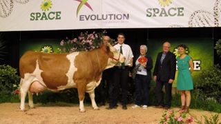 La grande championne du concours Simmental, Dame, du Gaec Breizh Simm (56). (©Arsoe) La grande championne du concours Simmental, Dame, du Gaec Breizh Simm (56). (©Arsoe)