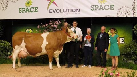 La grande championne du concours Simmental, Dame, du Gaec Breizh Simm (56). (©Arsoe)