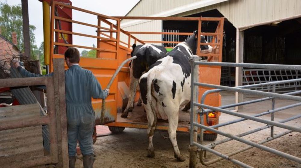 Contrairement à d'autres associations animalistes, l'organisation CIWF ne milite pas contre l'abattage. Mais selon elle, les animaux doivent être manipulés de façon à éviter les douleurs et le stress, la mort doit être instantanée, l’animal doit être étourdi avant abattage sans stress ni douleur et il doit rester étourdi jusqu’à la mort. (©Terre-net Média) 