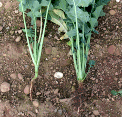 A gauche plante avec élongation (prélevée sur forte densité) et à droite plante sans élongation (prélevée sur densité faible).