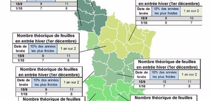 Nombre de feuilles théorique en entrée d'hiver selon la date de levée des colzas.