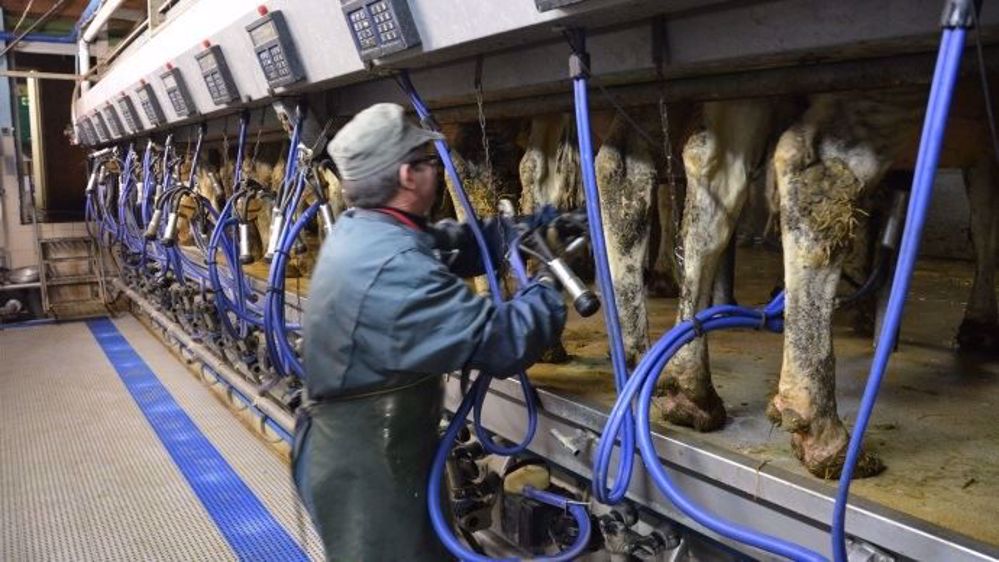 Près de 13 000 producteurs ont sollicité une aide à la réduction de la production laitière lors de la première phase de dépôt des dossiers. (©Terre-net Média)