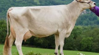 Amibition (Payoff x Eagle x Monopoly x Pete Rose x Prophet BLOOM), <br />arrière grand mère d'une Huxion GNR à 163 de gISU (©Giorgio Soldi) Amibition (Payoff x Eagle x Monopoly x Pete Rose x Prophet BLOOM), <br />arrière grand mère d'une Huxion GNR à 163 de gISU (©Giorgio Soldi)