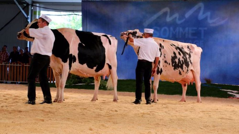 Cliquez pour voir <a href="http://www.web-agri.fr/conduite-elevage/genetique-race/article/palmares-des-concours-bovins-du-sommet-de-l-elevage-2016-a-cournon-1175-122591.html" target="_self">les horaires des concours lait et viande </a>.(©Terre-net Média) 