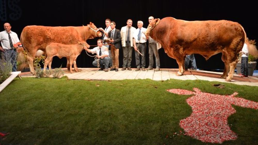 Galaxie, sacrée meilleur animal du concours devant Géant, une vache très complète superbement suitée d'une génisse. (©Terre-net Média) 