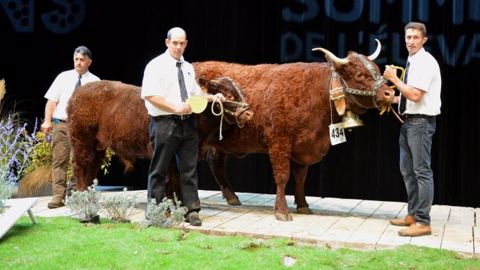 Championne Salers : Hossie (Eveil x Clémence) au Gaec de Conches dans le Cantal. (©Terre-net Média) 