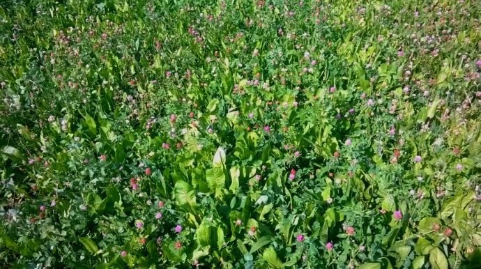 Mélange prairial d'été avec du plantain de la chicorée, des trèfles blanc