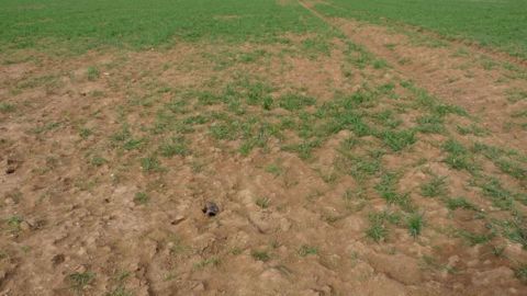 Les dégâts de campagnol deviennent conséquents à partir d'une certaine densité de population : 200 individus par hectare. (©Terre-net Média)