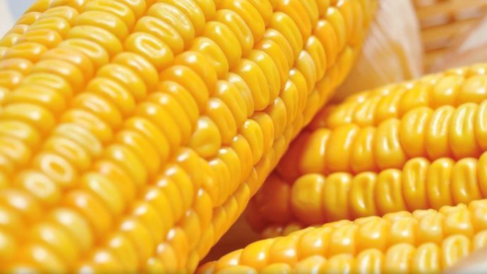 DS&DS, la marque créée par De Sangosse et Dow Seeds. (©De Sangosse)