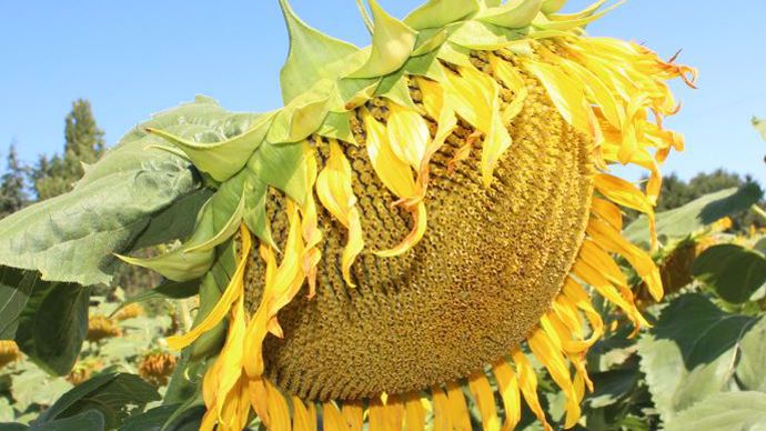 Tournesol Caussade