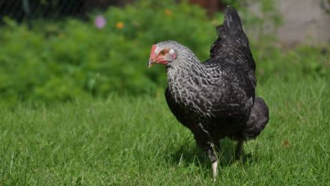 Même si vous ne possédez qu'une poule dans votre jardin, elle ne doit pas pouvoir côtoyer le moindre moineau ! (©Terre-net Média)