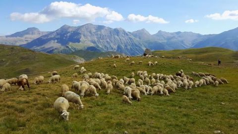Arterris commercialisera 1,5 millions d'ovins élevés dans le Sud la France. (©Terre-net Média) Arterris commercialisera 1,5 millions d'ovins élevés dans le Sud la France. (©Terre-net Média)