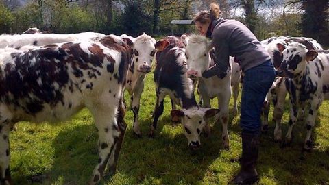 Maëlle Hameau, au milieu de son troupeau de Normandes, sur son exploitation à Montenay, en Mayenne. (©Maëlle Hameau)