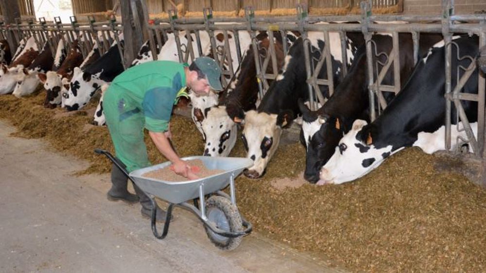 Les éleveurs laitiers ayant bénéficié du plan de soutien à l'élevage doivent recevoir cette semaine un versement de 1 000 € de la part de FranceAgriMer. (©Terre-net Média)