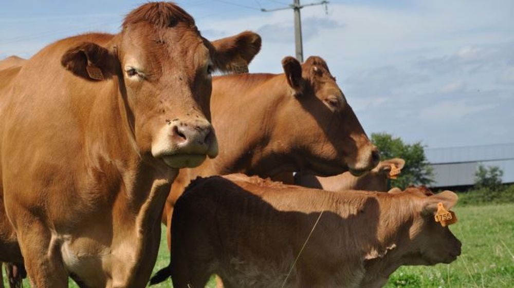 La production de bovins a fait un bond de 13 % en novembre 2016 par rapport à novembre 2015. (©Terre-net Média)