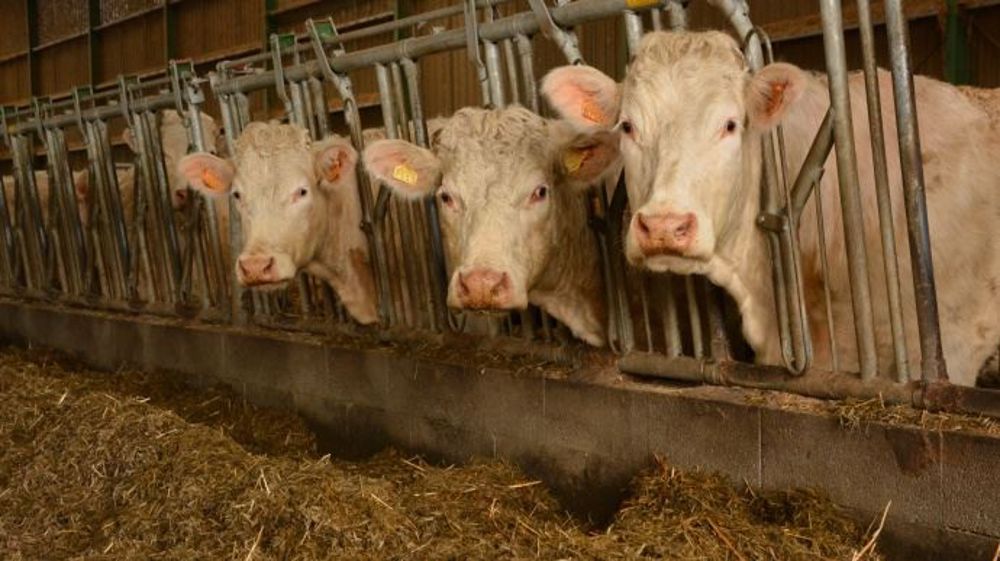  Modalités de l’aide forfaitaire à la commercialisation des jeunes bovins (©Terre-net Média)