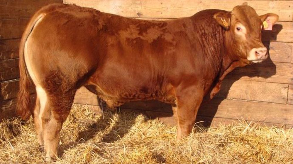 La génomique permet de prédire la valeur génétique d'un jeune taureau à partir de son ADN (par prélèvement de sang ou de poils) dés son plus jeune âge. Ses index gagnent en précision au fur et à mesure que l'on prend en compte ses performances et celles de ses descendants. (©France limousin sélection)