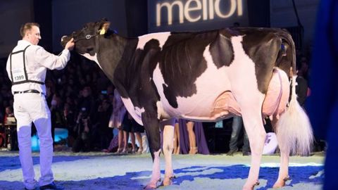 Retrouvez les palmarès et photos de Swiss'expo 2017 Retrouvez les palmarès et photos de Swiss'expo 2017