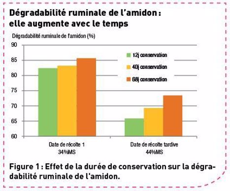 Dégradabilité ruminale de l'amidon de l'ensilage de maïs
