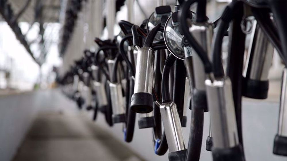 La concentration grandissante dans les élevages laitiers oblige à développer l’hygiène de traite de façon plus compète pour limiter l’impact au niveau de la qualité du lait. 