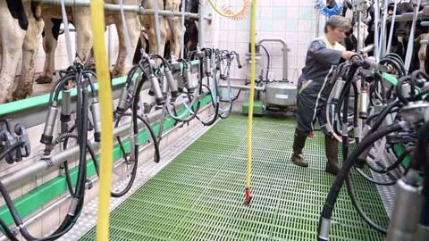 Au cours d’une traite, les manipulations réalisées par le trayeur sont nombreuses et la répétitivité des gestes est indéniable. Pour diminuer l’impact de ces gestes répétitifs, HYPRED propose des automates adaptés (©Hypred) Au cours d’une traite, les manipulations réalisées par le trayeur sont nombreuses et la répétitivité des gestes est indéniable. Pour diminuer l’impact de ces gestes répétitifs, HYPRED propose des automates adaptés (©Hypred)