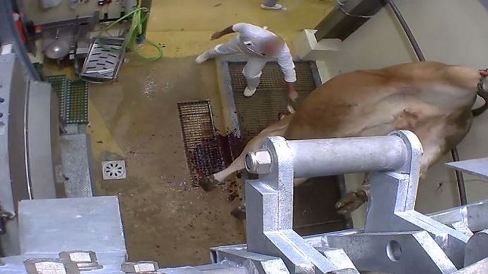 Image extraite d'une vidéo tournée par L214 (©L214)