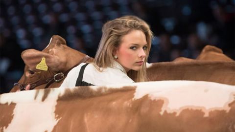 Lyse Neuville présente une génisse lors du concours Red-holstein de Swiss expo (©Anne-Mette Ever) Lyse Neuville présente une génisse lors du concours Red-holstein de Swiss expo (©Anne-Mette Ever)