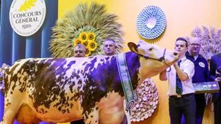 Histoire, à l'EARL Moiziard est la championne normande du Sia 2017. (©Sia) Histoire, à l'EARL Moiziard est la championne normande du Sia 2017. (©Sia)