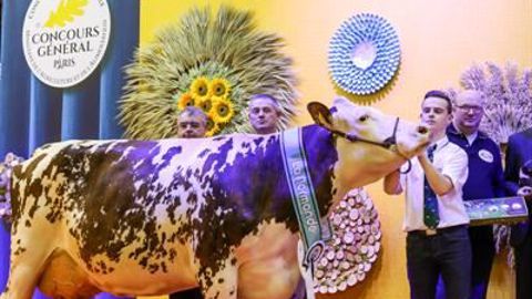 Histoire, à l'EARL Moiziard est la championne normande du Sia 2017. (©Sia) Histoire, à l'EARL Moiziard est la championne normande du Sia 2017. (©Sia)
